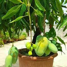 All Time Mango Plant Manufacturer & Supplier in India